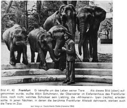 Zoow�rter Albin (oder Armin?) Schuhmann mit
                        seinen Elefanten, darunter Ipani, 1941 ca.