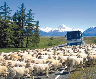 Nueva Zelanda, ovejas
                      en la pista