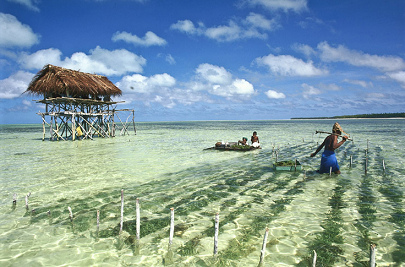 Kiribati, granja de
                      algas marinas
