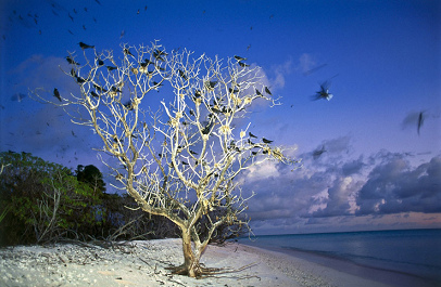 Kiribati, una isla no poblada con golondrinas
                      del mar
