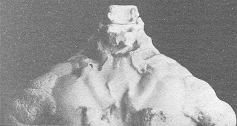 El esqueleto de un
                      extraterrestre de California, expuesto en el museo
                      antropol�gico de M�xico 03