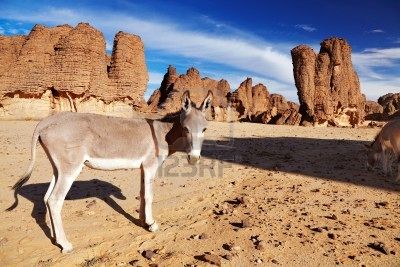 Monta�as Tassili
                            en Argelia del Sur, aqu� con un burro