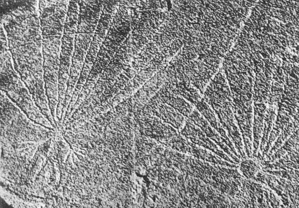 Grabado rupestre
                          en la quebrada de Ndahla cerca de Alice
                          Springs, jefes y cosmos