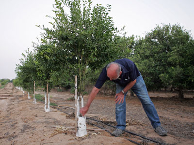 Kibbutz mit
                Zitronenb�umen, z.B. der Kibbutz Nirim