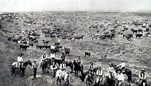 Abilene in Kansas,
Viehzucht Abilene in
Kansas, Viehzucht