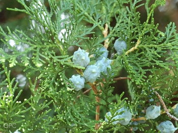 Thuja-Beeren Thuja-Beeren