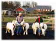 Tiere als Br�der: Schafe auf einer Farm