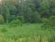 Wiese im Fr�hling, Fr�hlingswiese