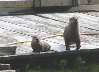 Otter in Ocean Falls, Gebiet
                                    der Heiltsuk-Nation