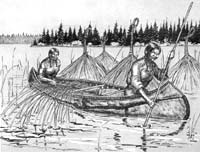 Prim�rnation der Ojibwa, Kanu und wilder
                          Reis