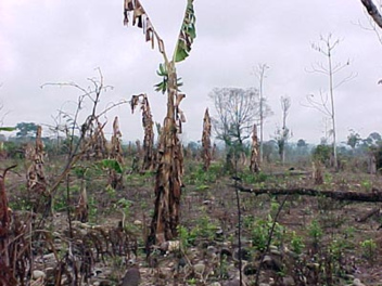 Totes Bananenfeld / dead
                  banana field