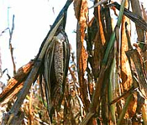Mais
                        vergiftet / corn poisoned, foto 1