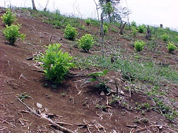 Coca w�chst wieder / coca es regrowing