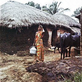 Ein Dorf im Distrikt Murshidabad mit
                        H�tten, einer Frau und stinkenden Kuhfladen
