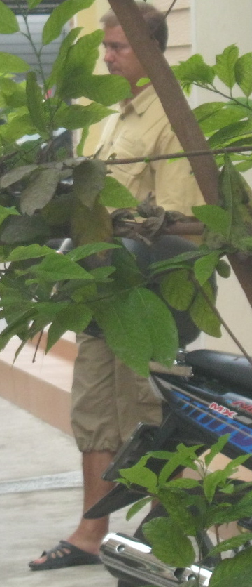 Ein
                            krimineller schweizer oder deutscher Spion
                            hat sich hinter dem Baum postiert,
                            22.3.2014, Nahaufnahme