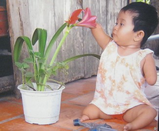 Agent-Orange-Opfer Nguyen Hoai Thuong: Nguyen Hoai Thuong möchte eine Blume streicheln. Sie wurde 2008 geboren. Ihre Mutter ist Tran Thi Cam Giang und lebt in Stadtquartier Tan An Hoi - Distrikt Cu Chi - in Saigon (Ho Chi Minh-Stadt). Das Kind hat weder ausgebildete Arme noch Beine. Wie soll das Kind ein Leben beginnen? Foto: Nguyen Viet Cuong Agent-Orange-Opfer Nguyen Hoai Thuong: Nguyen Hoai Thuong möchte eine Blume streicheln. Sie wurde 2008 geboren. Ihre Mutter ist Tran Thi Cam Giang und lebt in Stadtquartier Tan An Hoi - Distrikt Cu Chi - in Saigon (Ho Chi Minh-Stadt). Das Kind hat weder ausgebildete Arme noch Beine. Wie soll das Kind ein Leben beginnen? Foto: Nguyen Viet Cuong