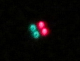 UFO �ber Lima Los Olivos am
                              25.12.2016 zwischen 0:07 und 0:15 Uhr in
                              der Nacht vom 24. auf 25. Dezember