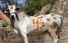 Hinduismus mit Hakenkreuz (Swastika als Glückssymbol) auf einer Kuh aufgemalt, Indien