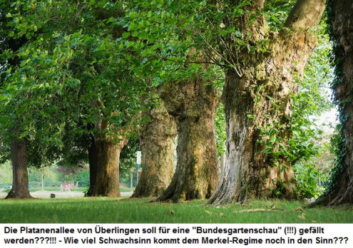 Platanenallee in �berlingen,
                die B�ume stammen wahrscheinlich noch aus Napoleons
                Zeiten