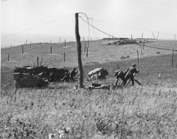 Rommelspargel auf einer Weide in
                �scalles bei Calais 1944
