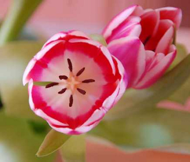 Tulpenbl�te 01