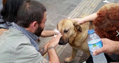 Trkische Schlgerpolizei 33, einem Hund
                          werden die mit Trnengas vergifteten Augen
                          ausgewaschen