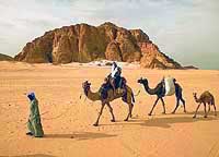 Camel caravan in Sinai