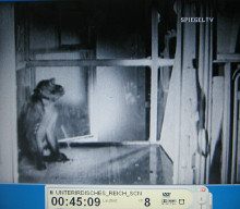 NS-Film
                          "Kampfstoffe" 04, ein Affe sitzt im
                          Glaskäfig