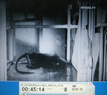 NS-Film "Kampfstoffe" 05, der
                          Affe im Glaskäfig fällt in Totenstarre um