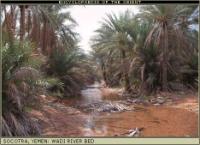 Socotra, Wadi, Flusslauf mit Palmen