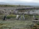 Patagonien Pinguine