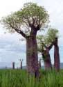Madagaskar /
                    Madagascar: Affenbrotbäume