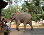 Pondichéry / Pondicherry Elefant