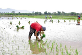 Rice plantation
              in Pangasinan