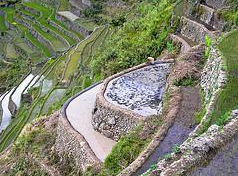 Reisterrassen der Igorot an einem Steilhang
                      in Banaue in Ifugao