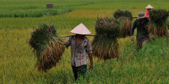 Vietnamesische Reisbauern ohne Maschinen