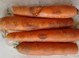 Aluminium-Karotten faulen nach
                                1 Tag
