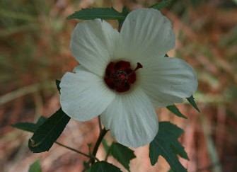 5
                  Blütenblätter: Hibiskus (Hibiscus aculeatus)
