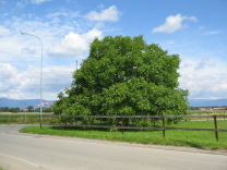 Corcelles: Route des Grands Longs Champs
                          10, noch ein Nussbaum