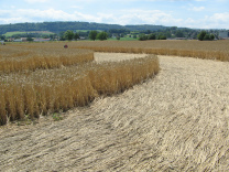 Kornkreis-Panorama, Blick zwischen
                          Corselles und Payerne