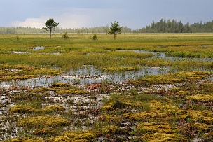 建设一个小镇的人们在沼泽（这里 Aapa mire 在芬兰...