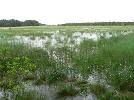 Sumpf im Cepkeliu-Reservat in
                                Litauen