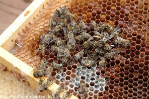 Dead bees on a
                                honeycomb. Pesticides provoke nerve
                                damage with the bees and are promoting
                                parasites.