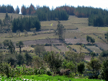 Hügel, Felder, Hecken und Wälder
                                  bilden eine Gemeinschaft, zum Beispiel
                                  in Salasaca in den Anden Ecuadors
