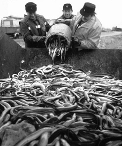 “Schweizerhalle” (瑞士馆) :
                                    毒农药鸡尾酒浪潮激起了鱼在莱茵河畔的大屠杀