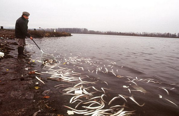 Fish
                                    holocaust (also called "mass
                                    death of fish") was continuing
                                    during 2 weeks down to Holland, here
                                    the red Rhine River with killed eel
                                    in Iffezheim