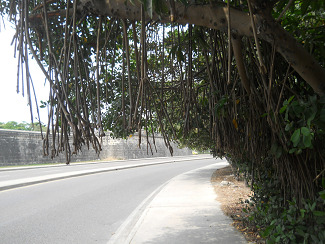 Mangroven an einer inneren
                                  Küstenstrasse von Cartagena in
                                  Kolumbien
