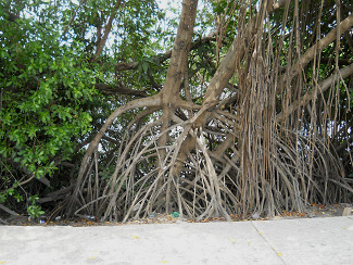 Das fächerartige Wurzelwerk von
                                  Mangrovenbäumen, Cartagena, Kolumbien