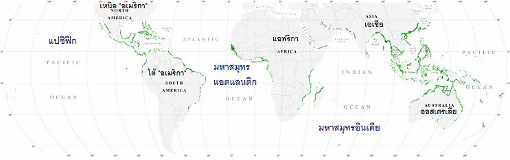 แผนที่โลกด้วยป่า
                                        โกงกางของปี 2000