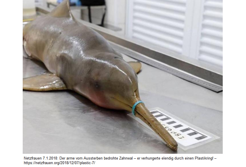 Zahnwal (Flussdelphin) verhungert
                              durch Plastikring an der Schnauze -
                              Meldung von Netzfrauen 7.12.2018